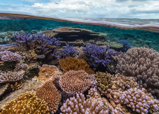 Coral Reef Conservation